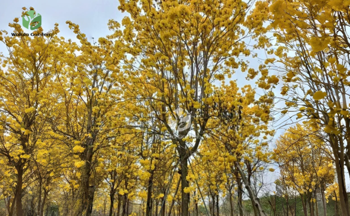 A Complete Guide to the Golden Trumpet Tree
